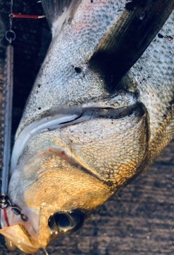 kws77omxwikvkiy44or6_328_480-dde728bf.jpg