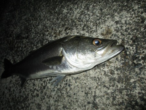 kwsv7iybzsdvfzxwexyb_480_480-d6e795f0.jpg