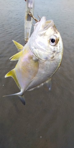 kwwmfran64ok34rziefx_480_480-a21f2eb7.jpg