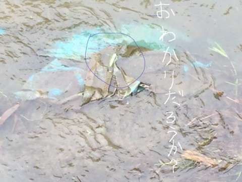 kx46xeex9y45w5jisytj_480_480-cc49114d.jpg