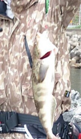 kx5m3iii7g5sifihxjf3_539_920-31152467.jpg