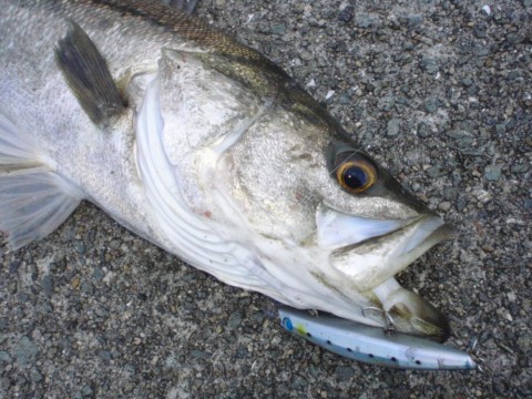kxajhfrja5sa5y69dsrc_480_480-4745e394.jpg
