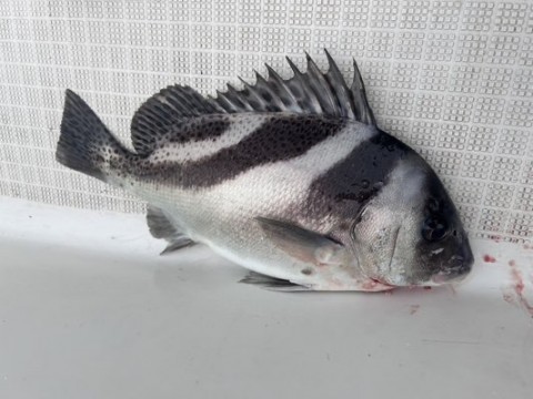 kxbfxu3hikbbr275hdij_480_360-e6739081.jpg