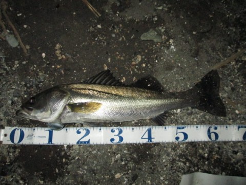 kyj9u6rf8wkihrrgucgt_480_480-bc8c835a.jpg