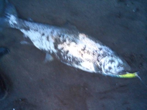 kypfdwtxy7bu5ahs4h2c_480_480-325f798b.jpg