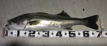 kz5b6i9x45j3obym3c9w_373_163-dbebfb54.jpg