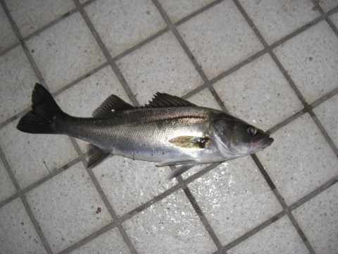 kzajjp6ompcgdskck8i5_480_480-5cd05c02.jpg