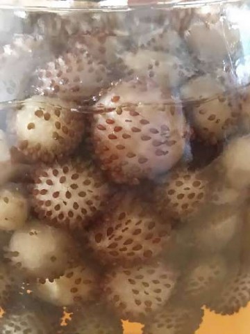 m2cmcywsgyv7my3xjj7g_480_480-05d3e3ec.jpg