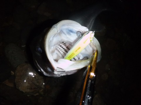 m3cizvwz478gf5b2pki7_480_480-d03416f2.jpg