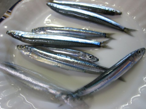 m5ei6draagr63dvtznag_480_480-68a9e905.jpg
