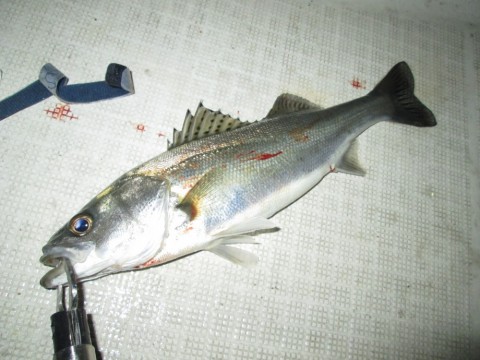 m6di5wfoewfxw6cj4ava_480_480-6cedf251.jpg
