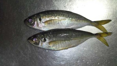 アジ 20~23センチ