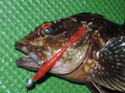 m6vo4rnv3492fsuyf6ck_480_480-bb834f3a.jpg