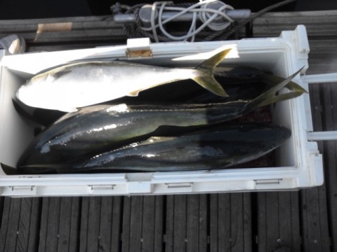 m75cm5ama7x75273seax_480_480-a5d09277.jpg