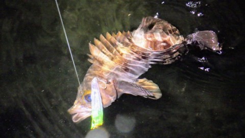 m7zkjummkusawou9affn_480_480-72d7b15b.jpg