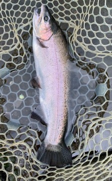 m8pebpehk6kcumxmts34_297_480-14062737.jpg