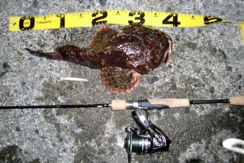 m95uivywdniigvbahpws_480_480-1bb0d19c.jpg