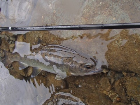 m9a76erprojpmi5chgsu_480_480-337b0563.jpg