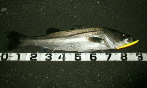 m9at2wekbob5k4v73xwv_920_553-691b2ae9.jpg