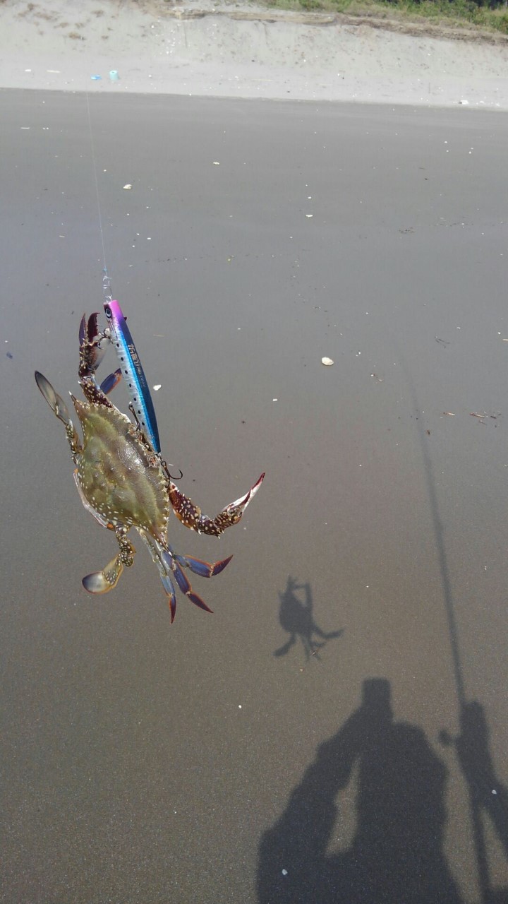 釣りの家の記録 朝マヅメ釣行その３ワタリガニ