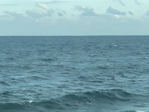 m9ixiepp275avehxad8b_480_480-c5bee747.jpg