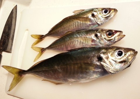 m9jxcchoizyjyvk9wksx_480_480-f6e7af46.jpg