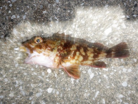 m9xfja56efvxiny5ebpf_480_480-ae87bb0f.jpg