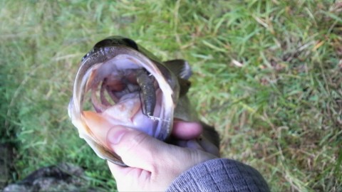 Urban Side　Fishing　Basser