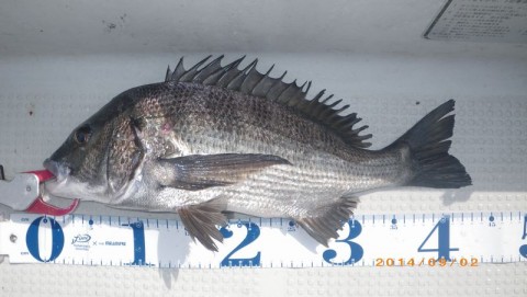 ma66aohy6g6t7re6dsj4_480_480-efed321c.jpg