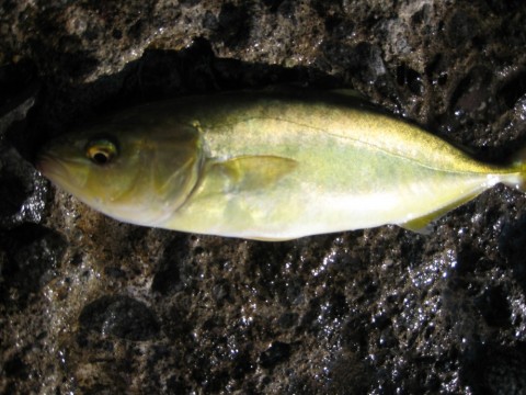 maa3upuxiimxob5w5urd_480_480-2659ae37.jpg