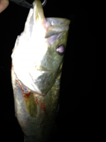 maguxakfiowvpbhj47f5_690_920-7947ae35.jpg