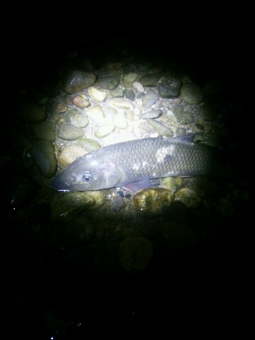 mau8dhsue9rory6jwomy_480_480-cf108008.jpg