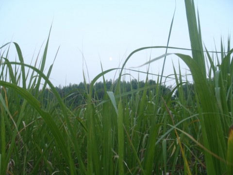 mb69dr3ara55a2u47eah_480_480-be309537.jpg