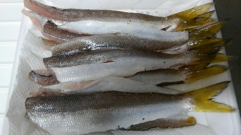 mb7namyfarpxgdyuyzfk_480_480-734855a2.jpg