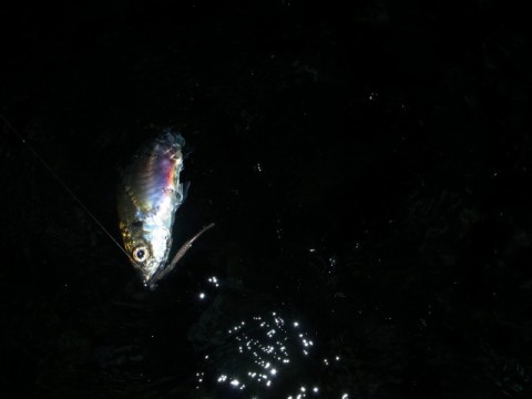 mbjaatc2i47icdk6nban_480_480-6ea87034.jpg