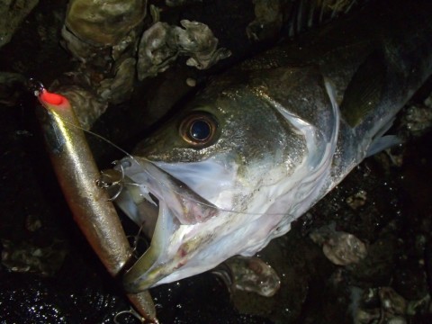 mbmtnuohtd9xmmkjg4xf_480_480-0fd8541e.jpg