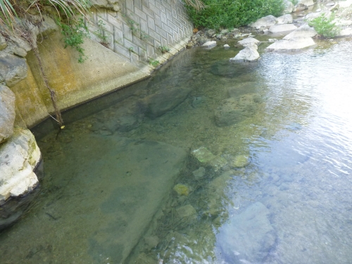 九州釣行記 第６回 沖縄の川釣り