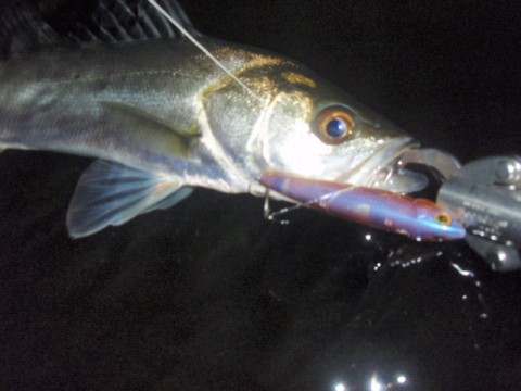 mc67s9durb5vfkjosu6z_480_480-84576ca0.jpg