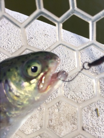 mchh55hknh7gvnwu9jwx_690_920-b996fce1.jpg
