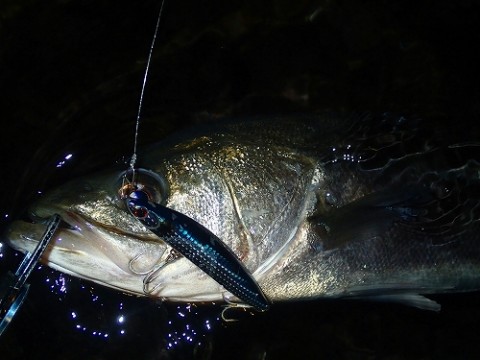 mcmsusv569g8e38446dd_480_480-cdc7c028.jpg