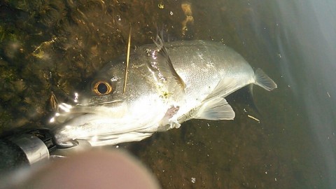 md58u6ac4kgfh3srppiv_920_518-3d6b4e30.jpg