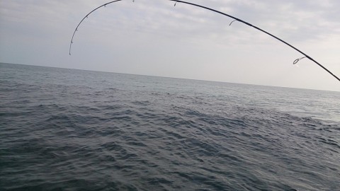 mdvx53xtrtsutcz6y48h_480_480-d181b4f6.jpg