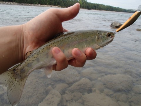 mfihjrnk6h38ggg544j8_480_480-0f8a98f6.jpg