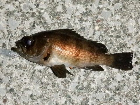 mgcwoyua9vtxewwwhjgo_480_480-1f8e3f48.jpg