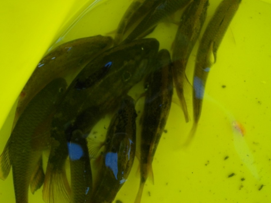 東洋式疑似餌釣研究所 あれからのオヤニラミ