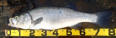 mgi26ob487odbrsb2vz3-d0ef17ff.jpg