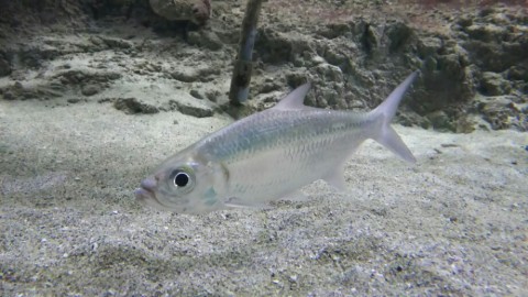 mgiu7kkbtomvm24929mm_920_518-16d781d6.jpg