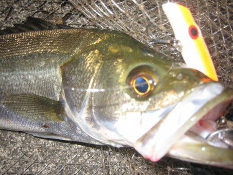 mgj86c6fo5uvfc5d8xpz_480_480-def3012d.jpg