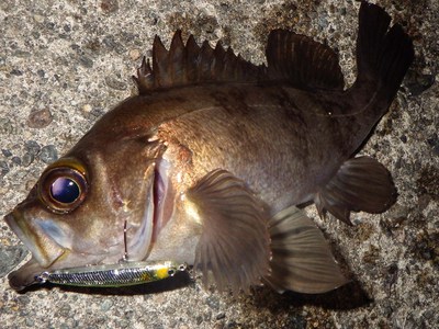 mgn9rxd9cwthoktoaagd-6e1bb214.jpg