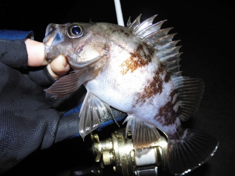 mh24x7nntfx4wpjg36kp_480_480-0b901c81.jpg